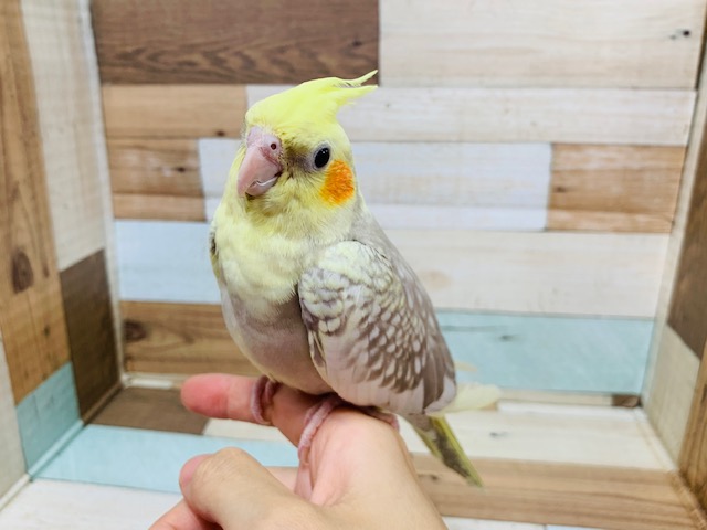 オカメインコ