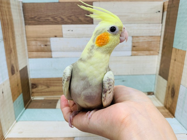 オカメインコ