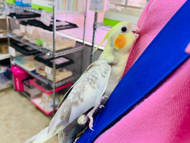 オカメインコ