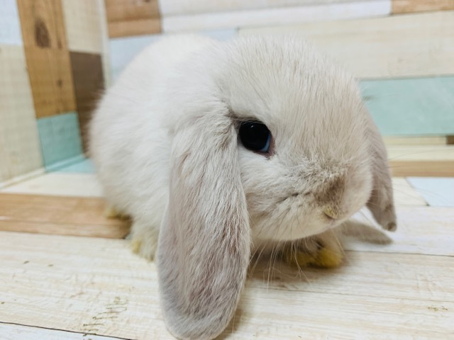 ホーランドロップ