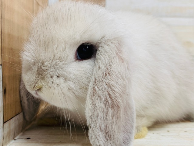 ホーランドロップ