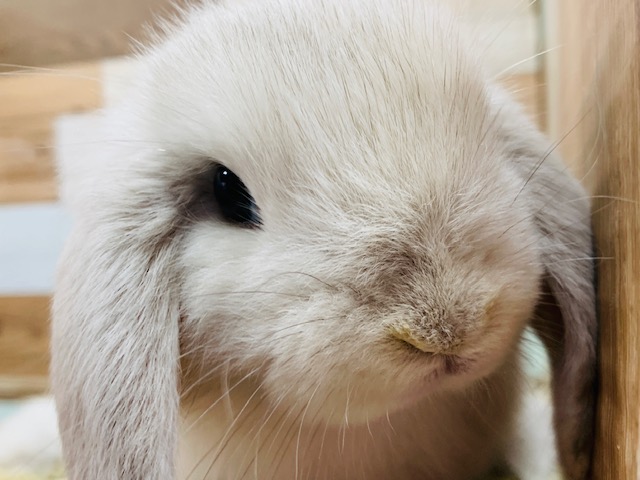 ホーランドロップ