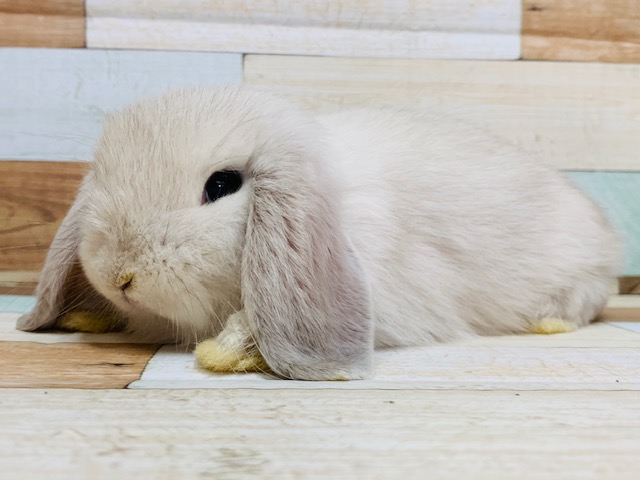 ホーランドロップ