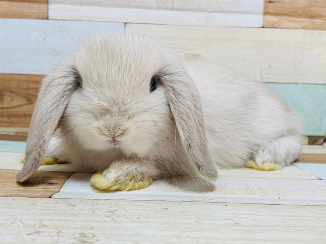 ホーランドロップ