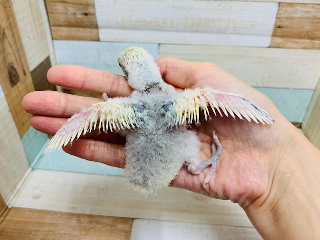 コザクラインコ（小桜インコ）