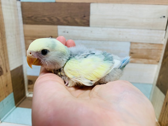 コザクラインコ（小桜インコ）