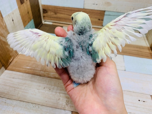 少し羽根の色合いが見えてきました♪コザクラインコ(ブルーチェリーパイド)さん! コザクラインコ(小桜インコ)