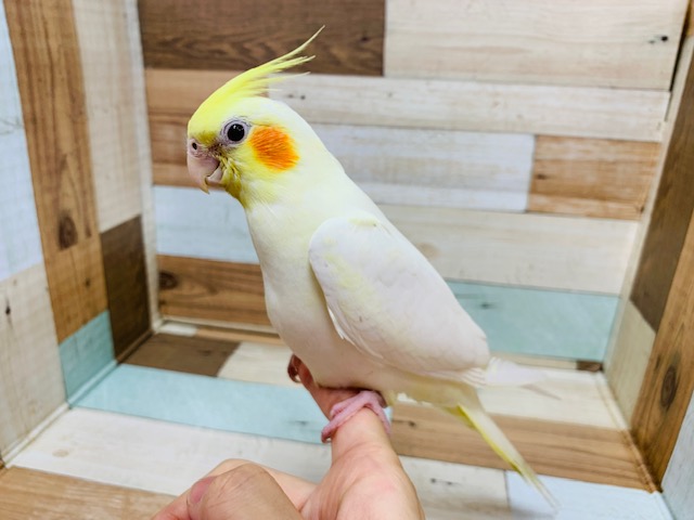 オカメインコ