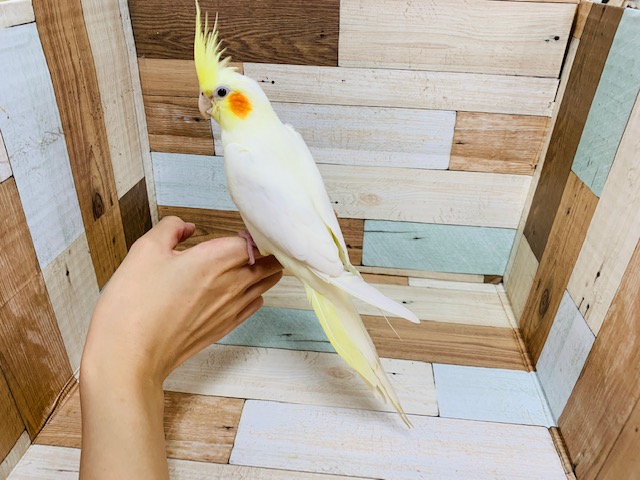 オカメインコ