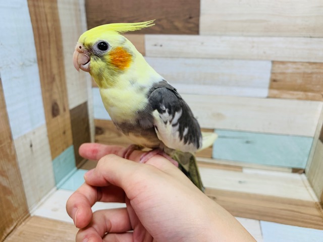 オカメインコ