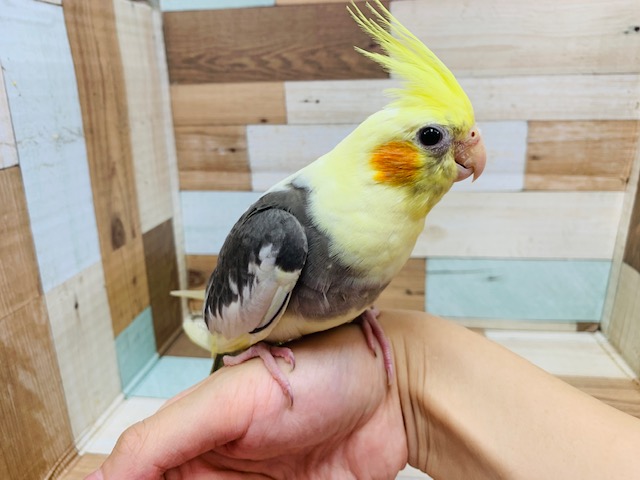 オカメインコ