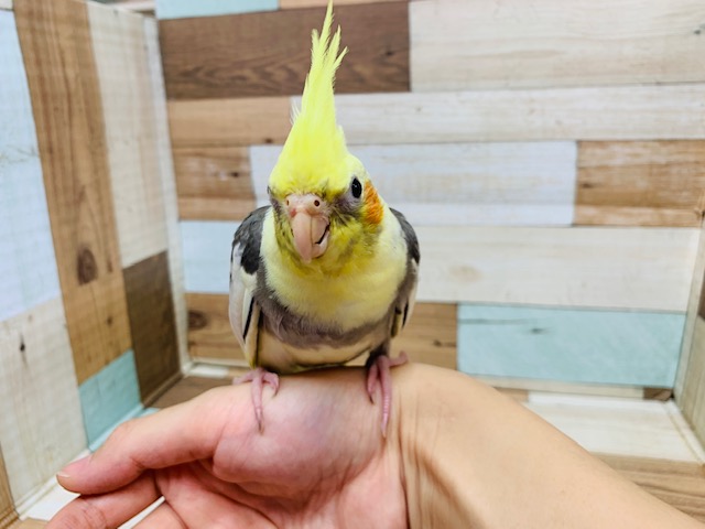 オカメインコ
