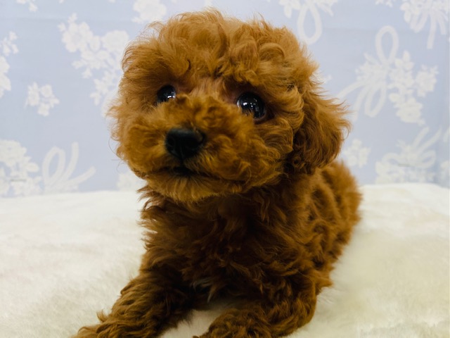 トイプードル