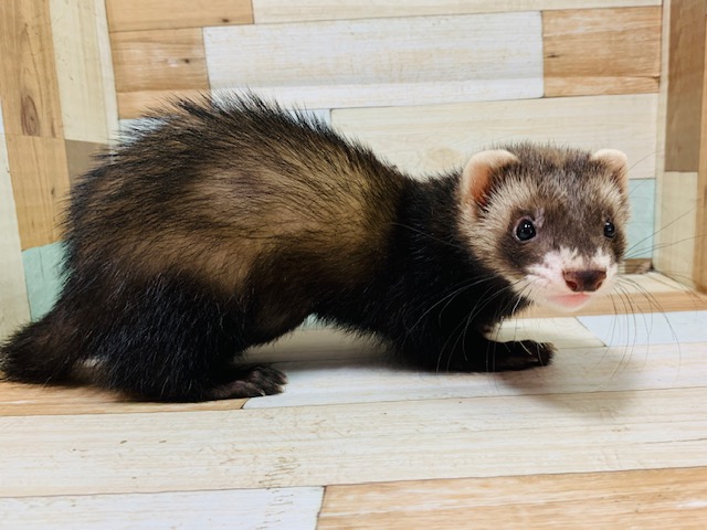 フェレット