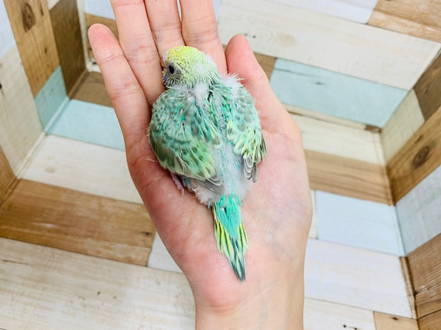セキセイインコ