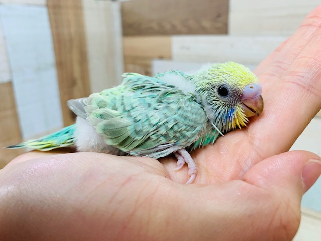 グリーンがとてもキレイに♡セキセイインコ(パステルカラーレインボー)さん! セキセイインコ