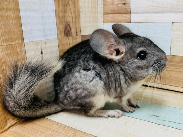 チンチラ