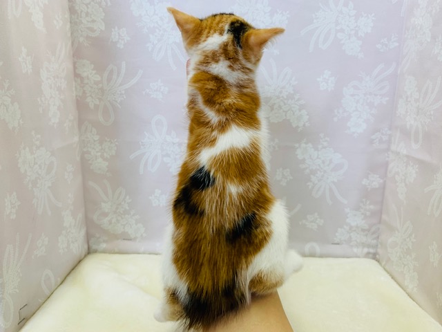 スコティッシュフォールド