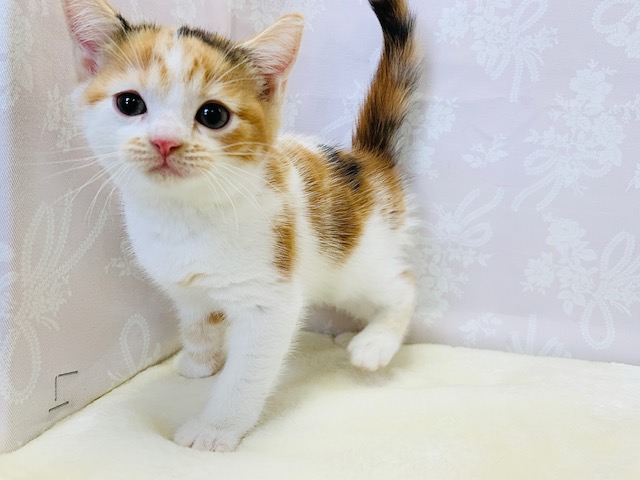 スコティッシュフォールド