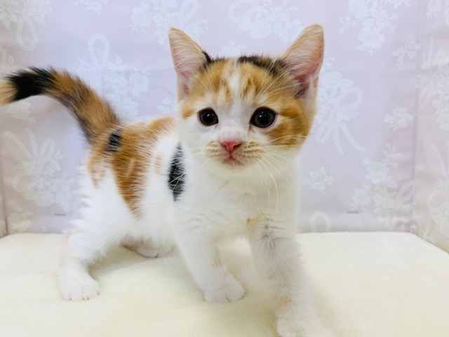 スコティッシュフォールド