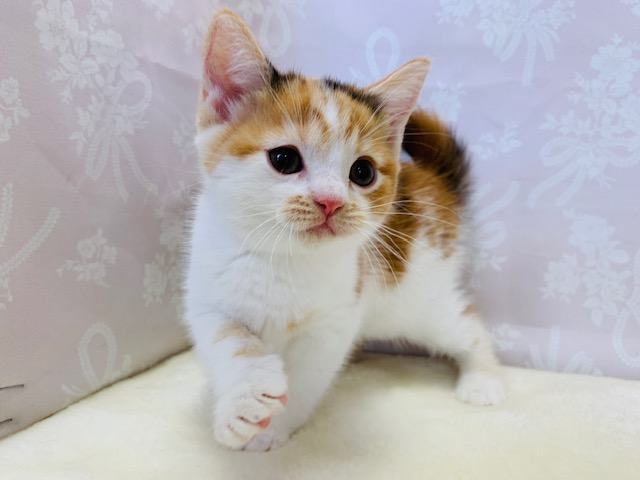 スコティッシュフォールド