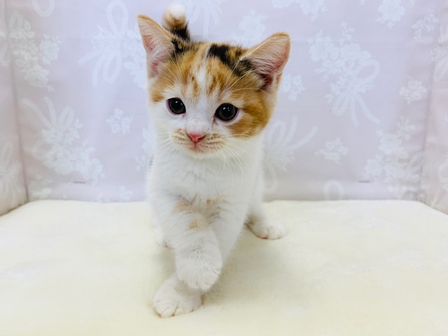 スコティッシュフォールド