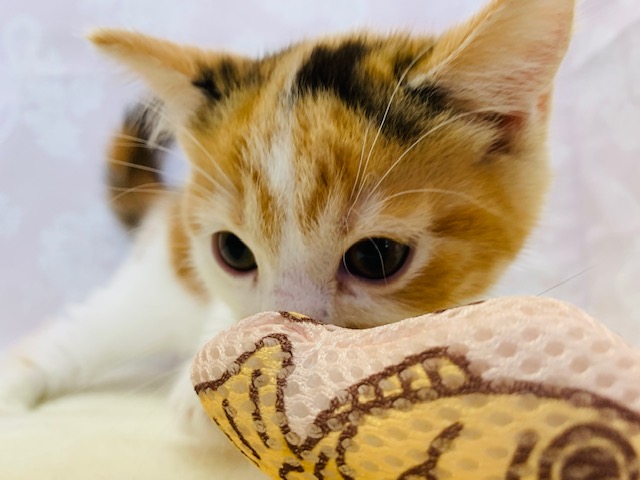 スコティッシュフォールド