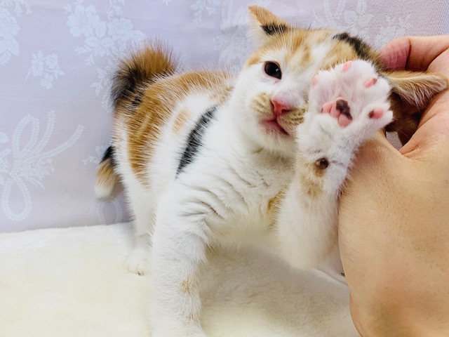 スコティッシュフォールド