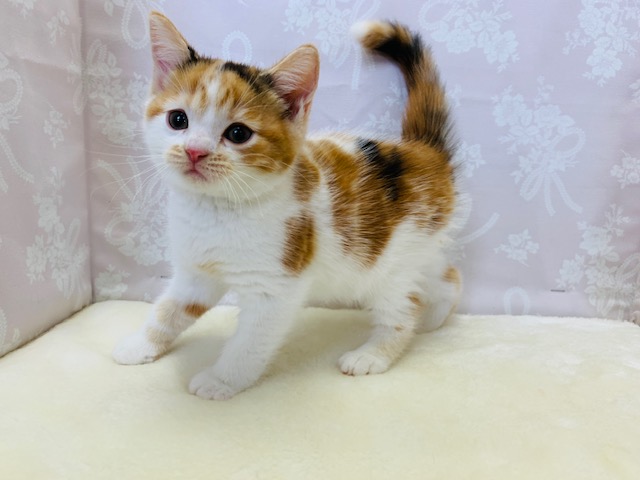 スコティッシュフォールド