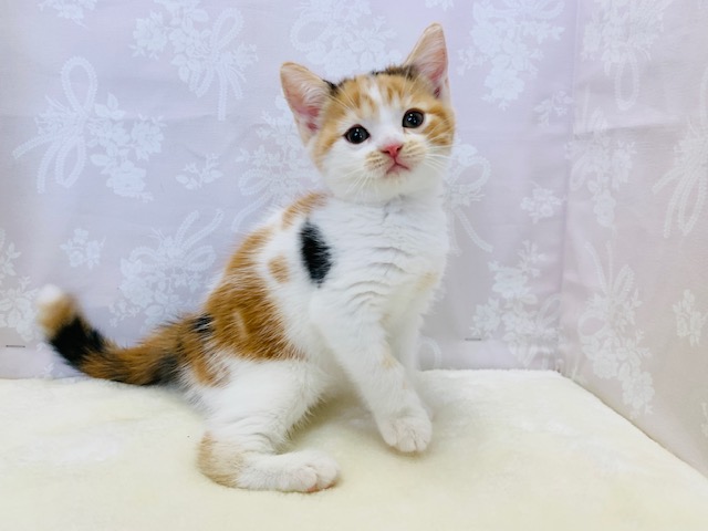 スコティッシュフォールド