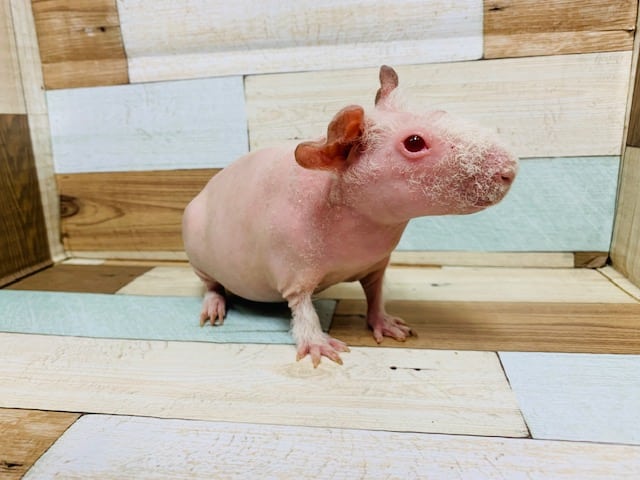 スキニーギニアピッグ