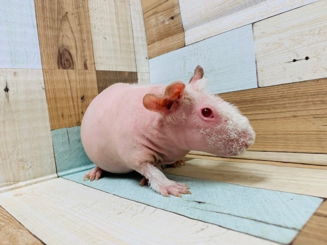 スキニーギニアピッグ