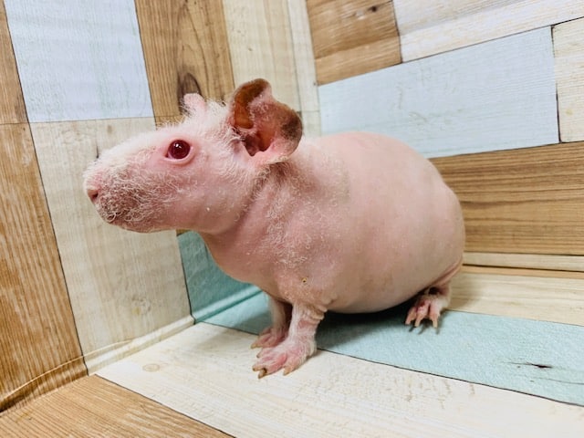 スキニーギニアピッグ