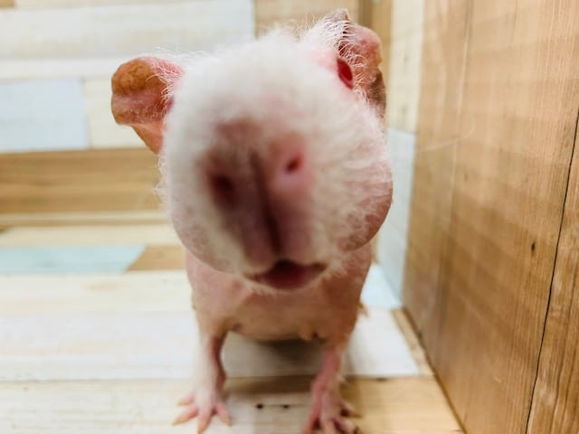 スキニーギニアピッグ