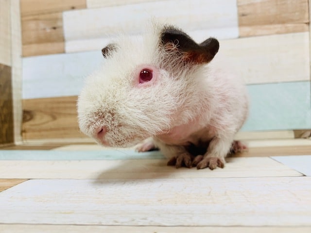 スキニーギニアピッグ