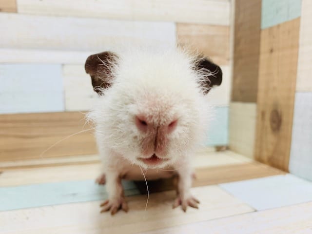 スキニーギニアピッグ