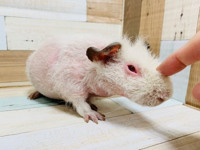 スキニーギニアピッグ