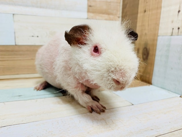 スキニーギニアピッグ