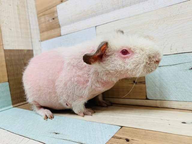 スキニーギニアピッグ