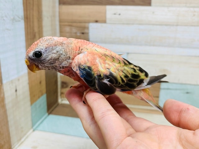 アキクサインコ（秋草インコ）