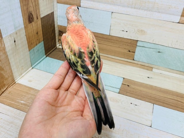 アキクサインコ（秋草インコ）