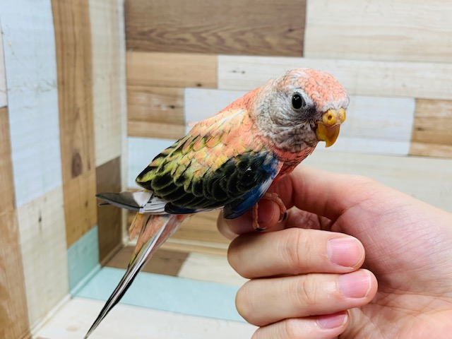アキクサインコ（秋草インコ）