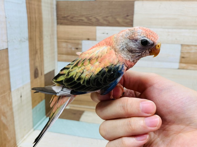アキクサインコ（秋草インコ）