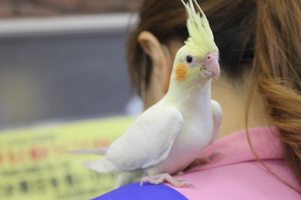 ヒナご飯卒業✴手乗りオカメインコ(ルチノー)さん💛 オカメインコ