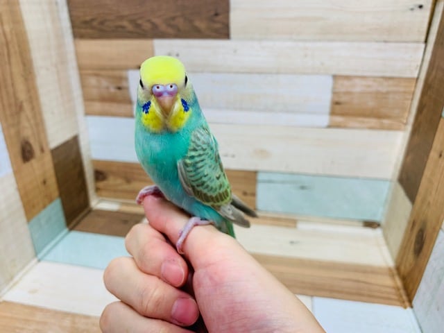 セキセイインコ