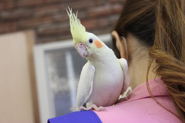 ヒナご飯卒業✴手乗りオカメインコ(ルチノー)さん💛 オカメインコ