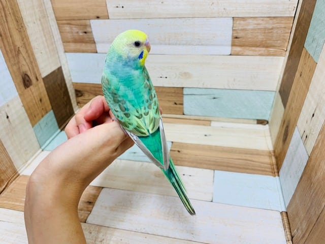 セキセイインコ