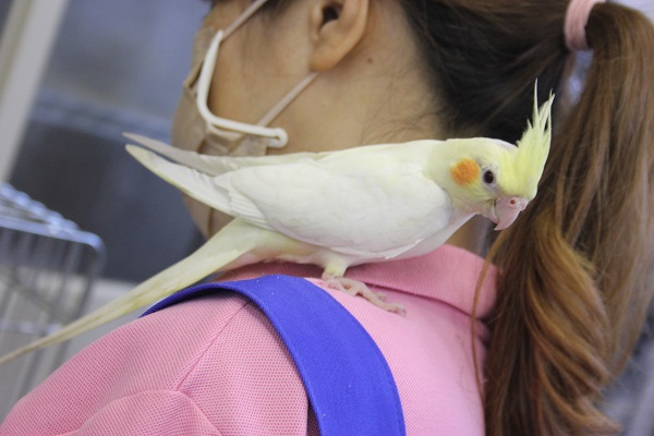 ヒナご飯卒業✴手乗りオカメインコ(ルチノー)さん💛 オカメインコ
