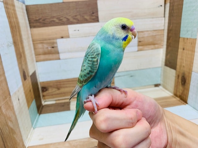 グリーンがとてもキレイに♡セキセイインコ(パステルカラーレインボー)さん! セキセイインコ