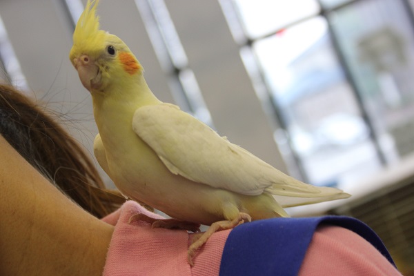 ヒナご飯卒業✴手乗りオカメインコ(ルチノー)さん💛 オカメインコ
